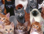 Породы кошек: картинки и названия