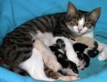 Стерилизация кошек после родов