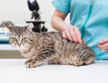 Какие прививки делают кошкам и когда?