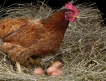 Почему куры едят свои яйца: что делать?