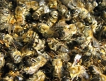 Пчелиный подмор: польза и вред