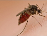 Как бороться с комарами на дачном участке?