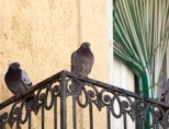 Как избавиться от голубей на балконе?