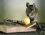 Как бороться с крысами и мышами в частном доме?