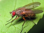 Что делать, если на грядке завелась луковая муха?