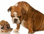 Собака плохо ест - что делать?