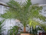 Как вырастить финиковую пальму?