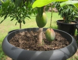 Как вырастить манго из косточки? 