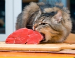 Можно ли давать кошке сырое мясо?