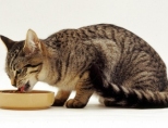 Как правильно кормить кошку?