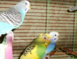 У попугая выпадают перья: что делать?