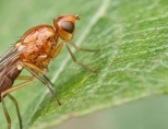 Морковная муха: сорта устойчивые к ней, как избавиться? 