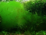 Как избавиться от зеленого налете на стенках аквариума?