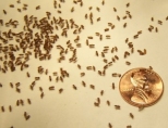 Почему необходимо бороться с комнатными мухами?