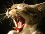 Почему у кошки пахнет изо рта? 