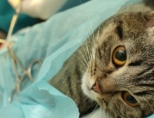  Можно ли стерилизовать кошку во время гуляния?