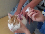 Как правильно чистить уши котенку