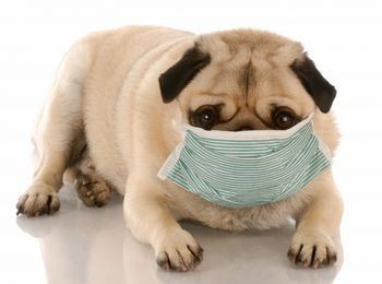 Как лечить кашель у собаки?
