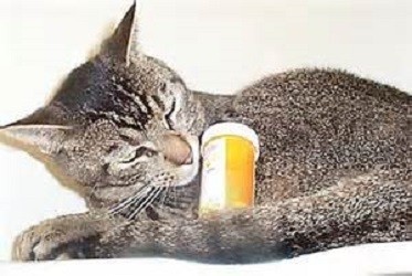 Лечение кошки при отравлении