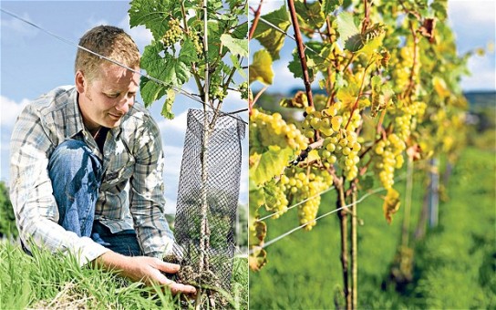 Как правильно сажать виноград осенью