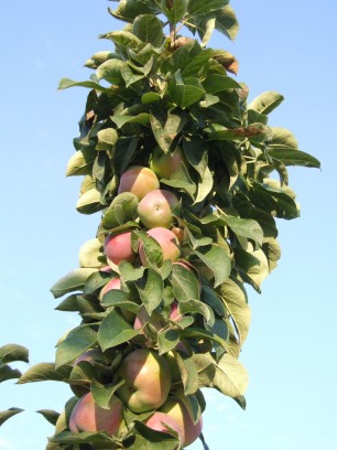 Уход за колоновидными яблонями