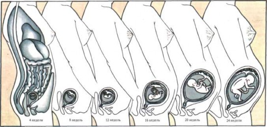 Как развивается плод? 