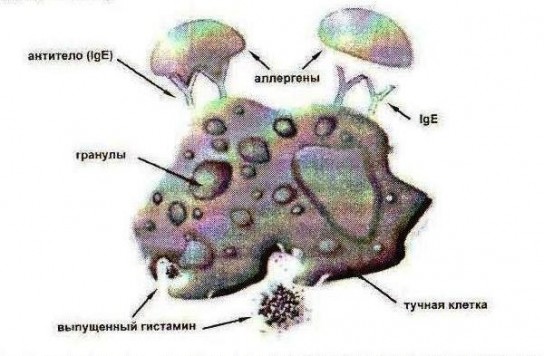 Аллергия – что это?