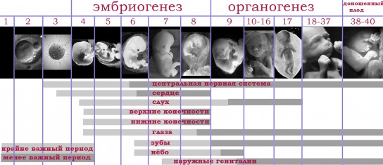 Развитие в утробе матери