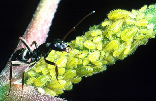 Способы удаления муравьев с клубники