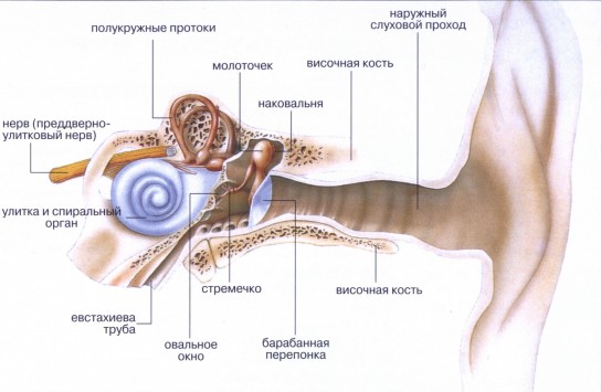 Болит ухо: что делать и как лечить в домашних условиях?