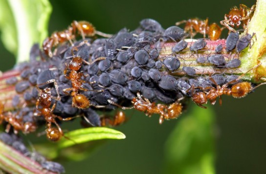 Борьба с муравьями с помощью ядохимикатов