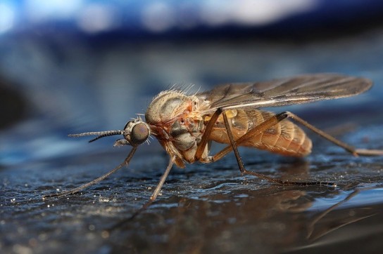 Как избавиться от комаров в доме и квартире?