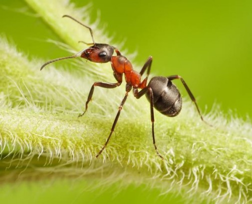 Ох, эти муравьи…