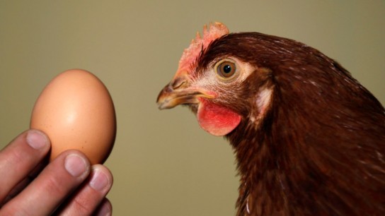 Поедание яиц