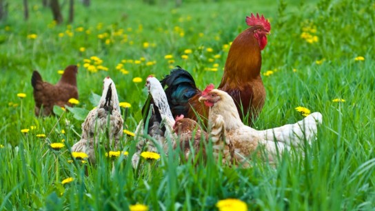 Как отучить кур от поедания своих яиц?