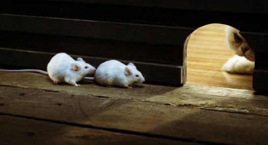 Современный подход к уничтожению крыс и мышей