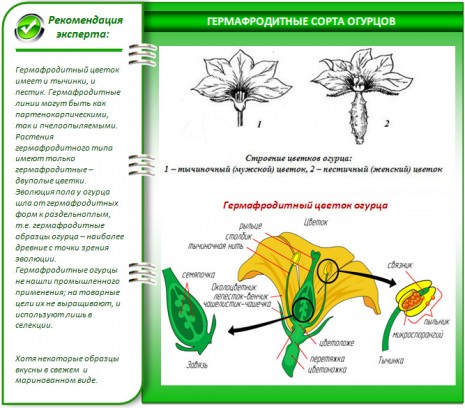 Лучшие сорта огурцов для теплиц из поликарбоната