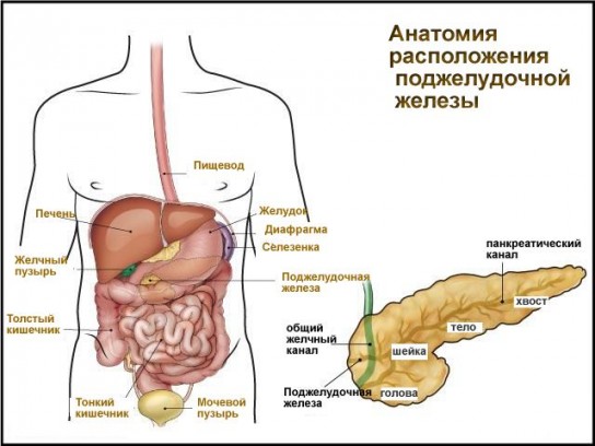 Поджелудочная железа — это необходимый орган в пищеварительной системе, у которой две важные функции:
