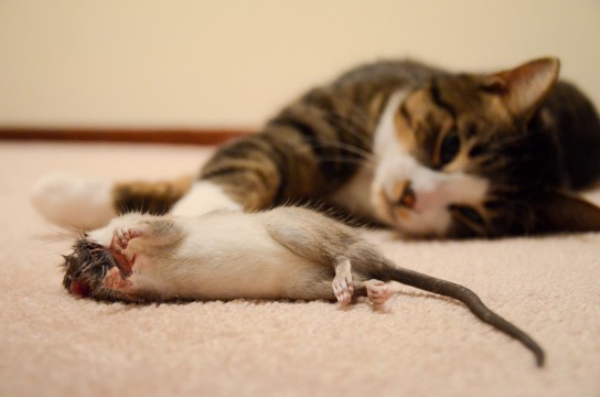 Способы уничтожения крыс и мышей