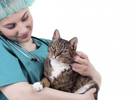 Нужны ли кошкам прививки?
