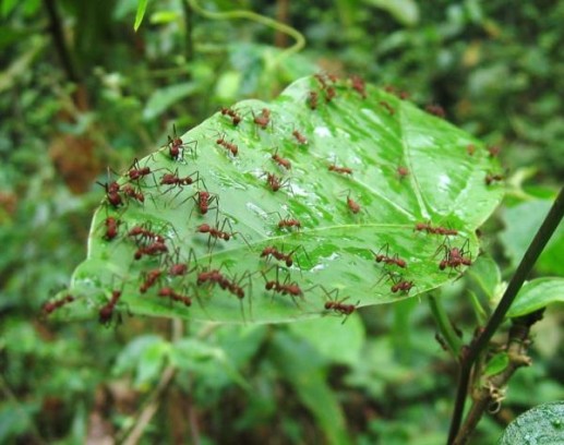 Действительно ли муравьи враги сада, которые наносят только вред?