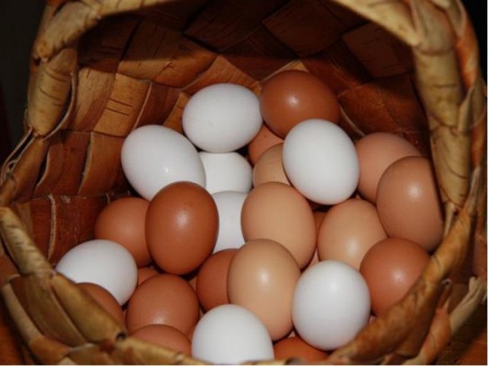 Причины поедания курами своих яиц