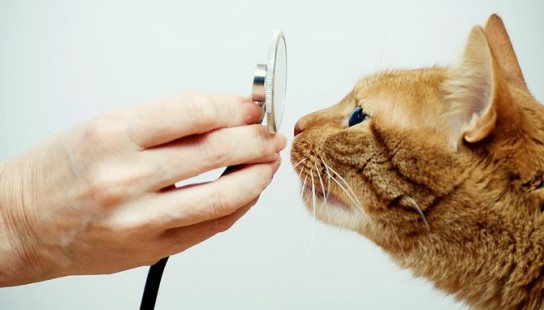 Как подготовить кошку к прививкам?