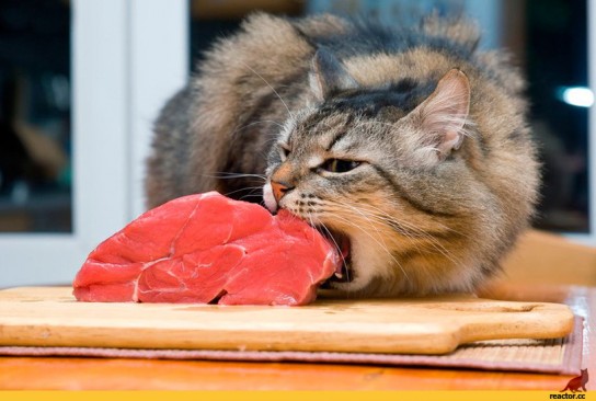 Можно ли давать кошке сырое мясо?