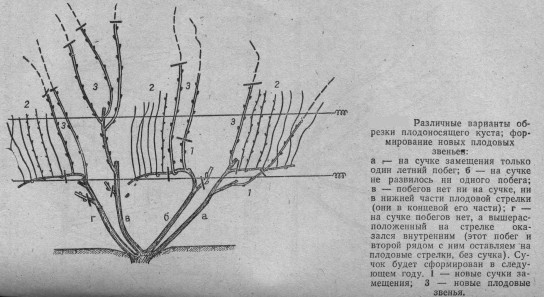 Как обрезать многолетний виноград?