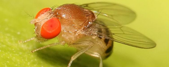 Народные методы борьбы с мухами