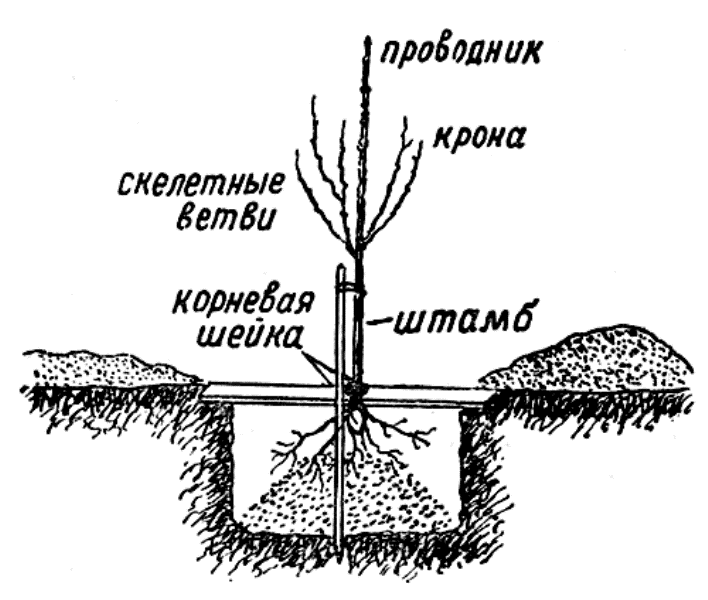 Особенности посадки персика