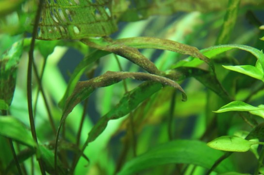 Бурые водоросли в аквариуме: причины появления, как бороться?