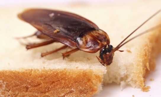 10 эффективных методик как бороться с тараканами в квартире