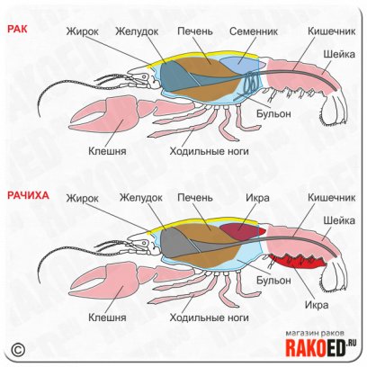 Как правильно есть раков: полезные советы